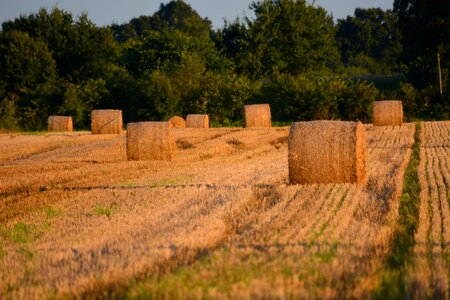 Harvest straw bale photo
