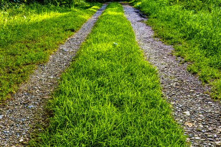 Nature forest path hiking
