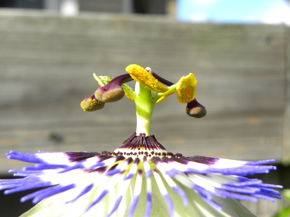 Macro plants bloom