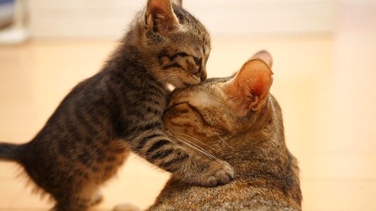 Warm cat Free photos