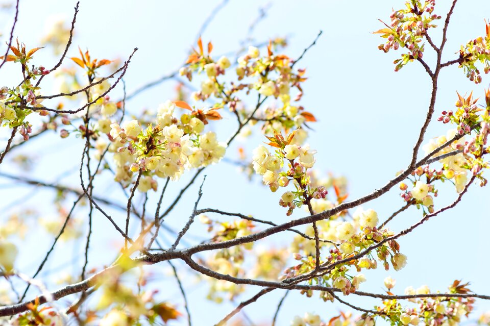 Branch plant wood