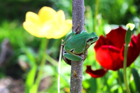 Frog spring tulip