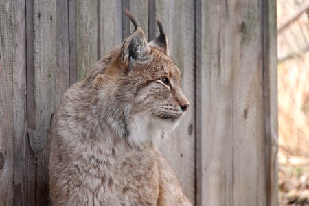 Lynx national park big cat