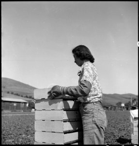 Mission San Jose, California. High School girl of Japanese ancestry assisiting her family in the st . . . - NARA - 537859