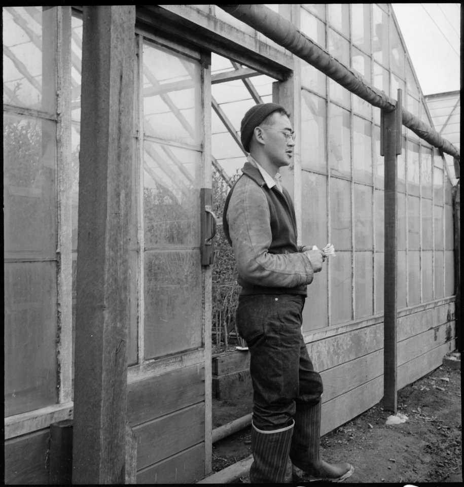 Mission San Jose, California. Ready to close the doors of greenhouse on strawberry truck farm in Sa . . . - NARA - 536453 photo