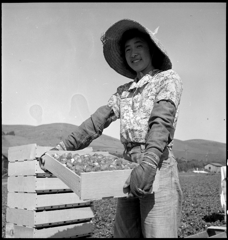 Mission San Jose, California. High School girl of Japanese ancestry assisting her family in the str . . . - NARA - 537860