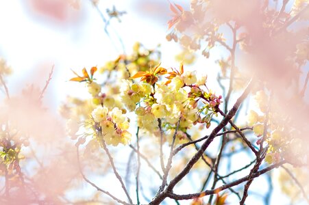 Branch plant wood photo