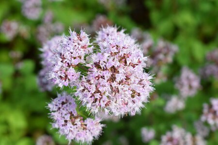 Garden grass purple