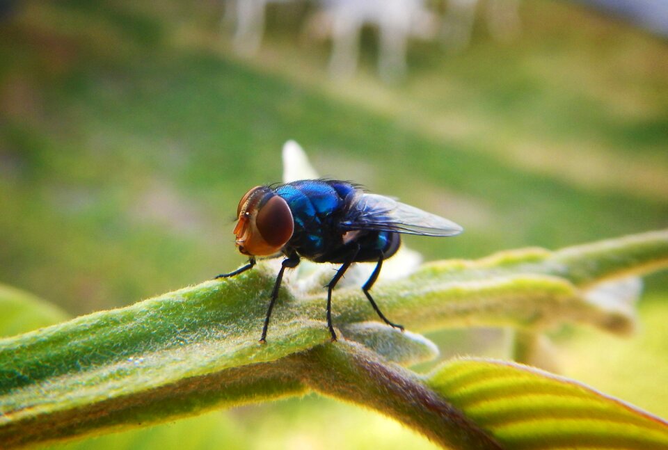 Flying diptera nature