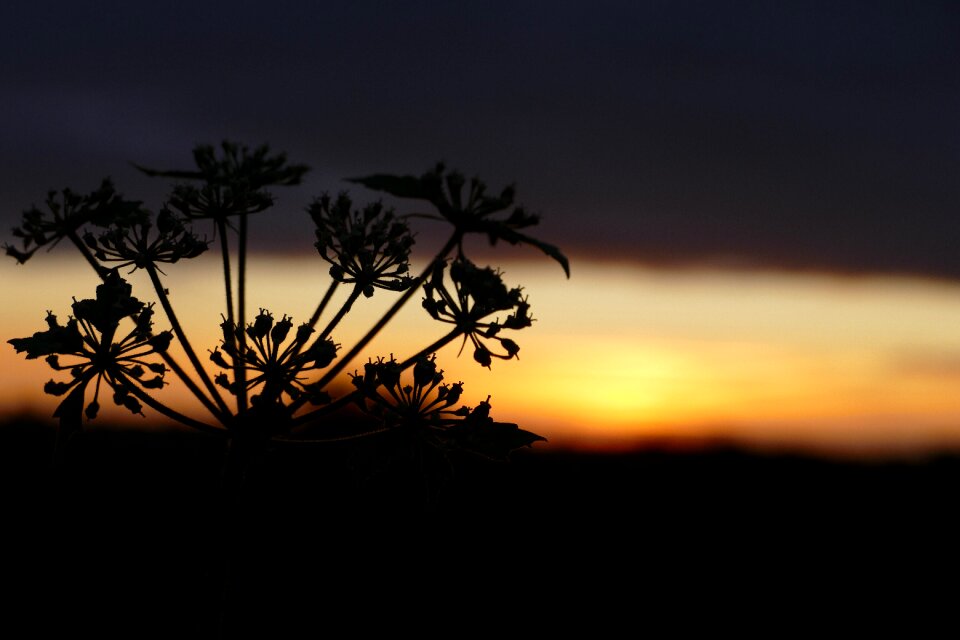 Light dawn nature