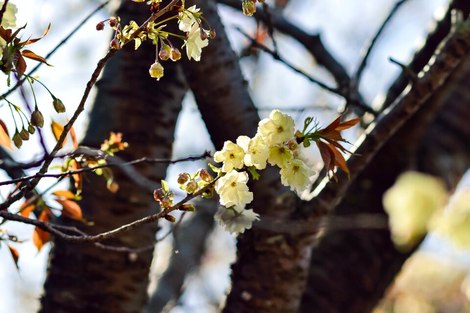 Branch plant wood
