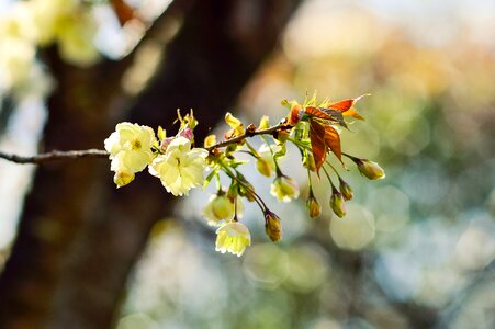Branch plant wood