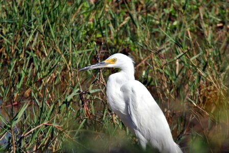 Ave fauna bird photo