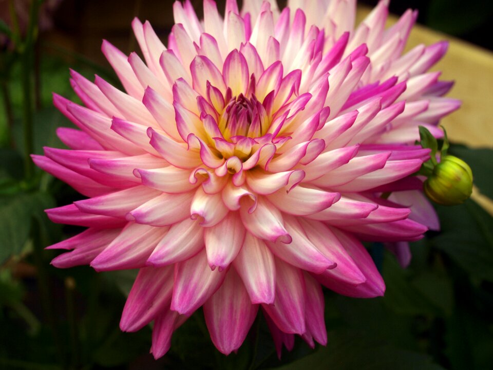 Flower dahlia bloom