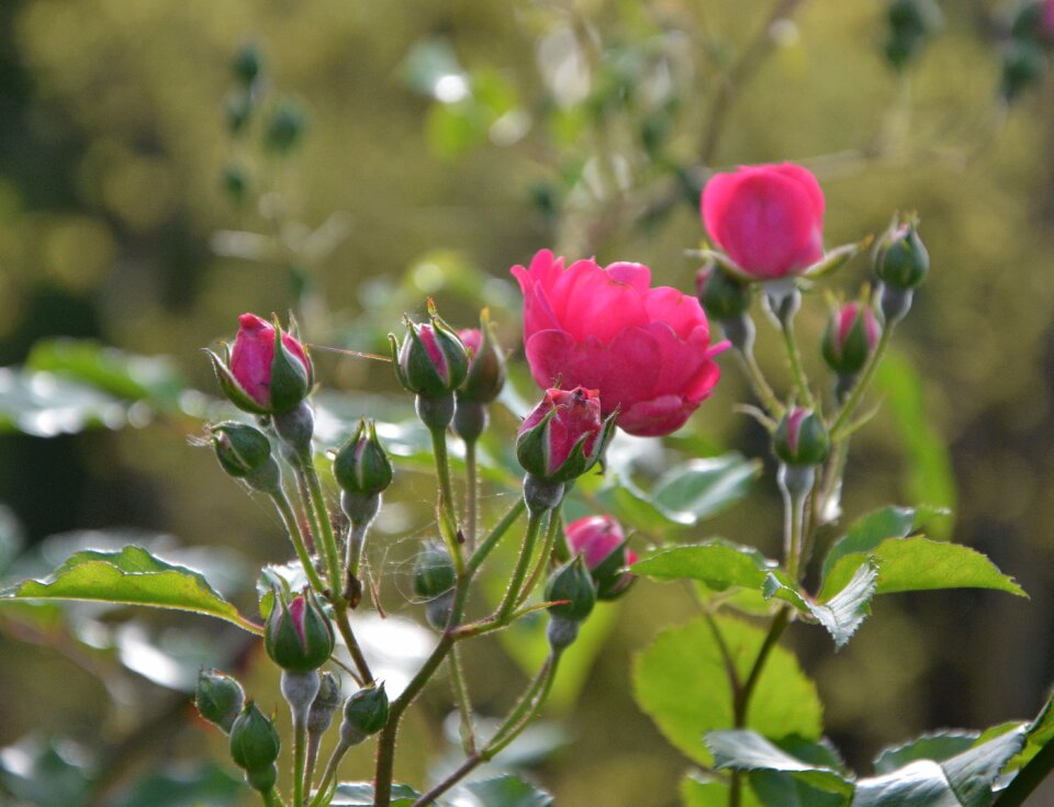 Gift offer climbing rose