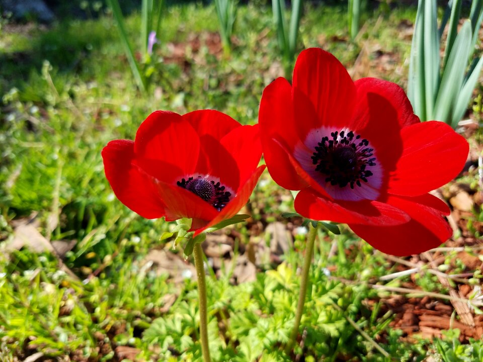 Spring wild natural