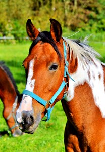 Equestrian coupling animal photo