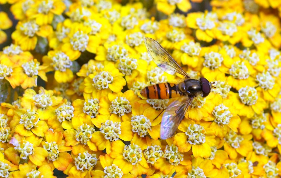 Fly flower yellow flower