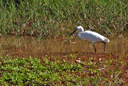 Ave fauna bird photo