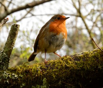 Tree animal outdoors photo