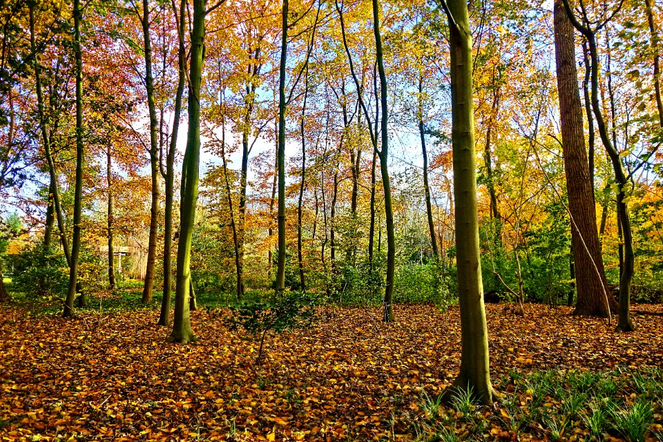 Autumn colors park landscape