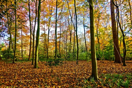 Autumn colors park landscape photo