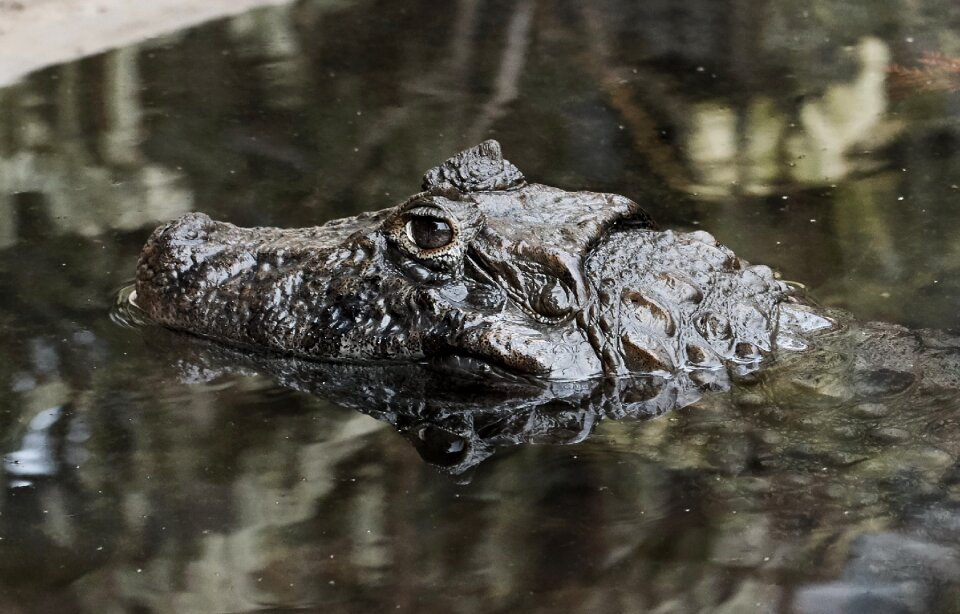 Nature crocodile danger