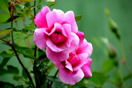 Leaf garden blooming photo