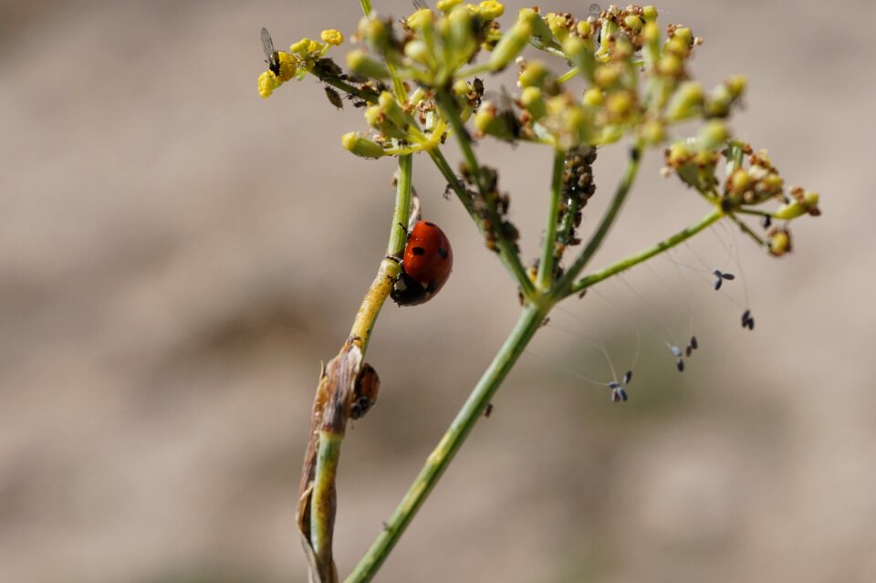 Ladybug nature insects