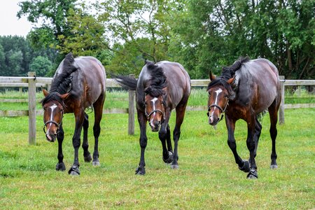 Three horses pre