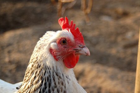 Nature closeup poultry photo