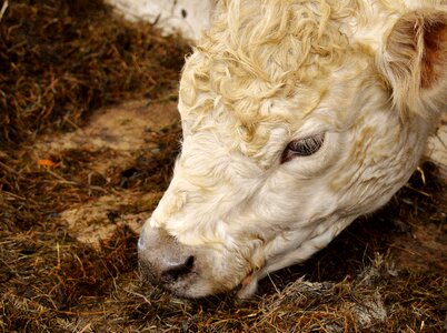 Animals farm good aiderbichl