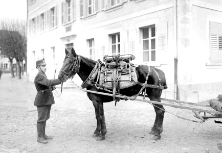 Mitrailleureailleurpferd mit Bastsattel - CH-BAR - 3239417