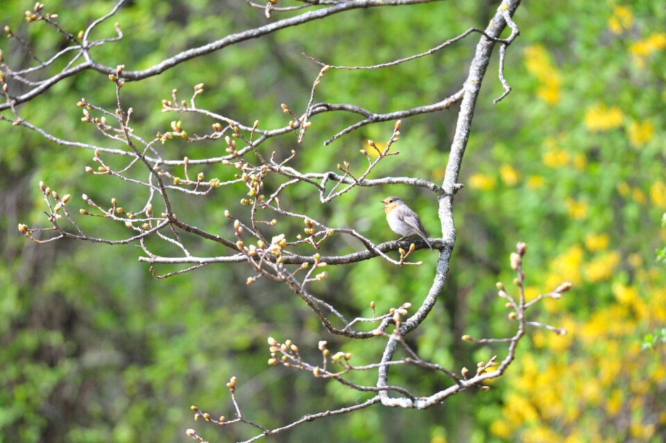 Tree plant bird
