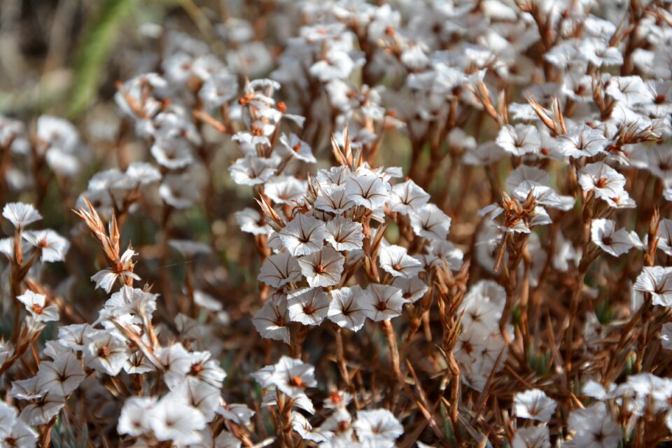Autumn flowers plant flowers