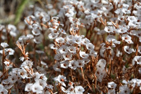 Autumn flowers plant flowers photo