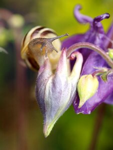 Mollusc flower garden