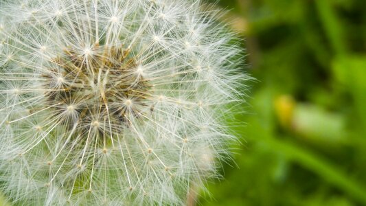 Plant seed summer