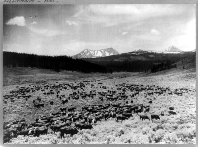 Nine Quarter Circle Ranch, Eldridge, Montana LCCN97505302