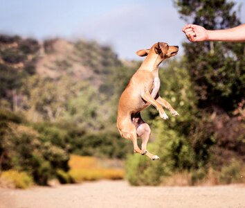 Animal jump adorable