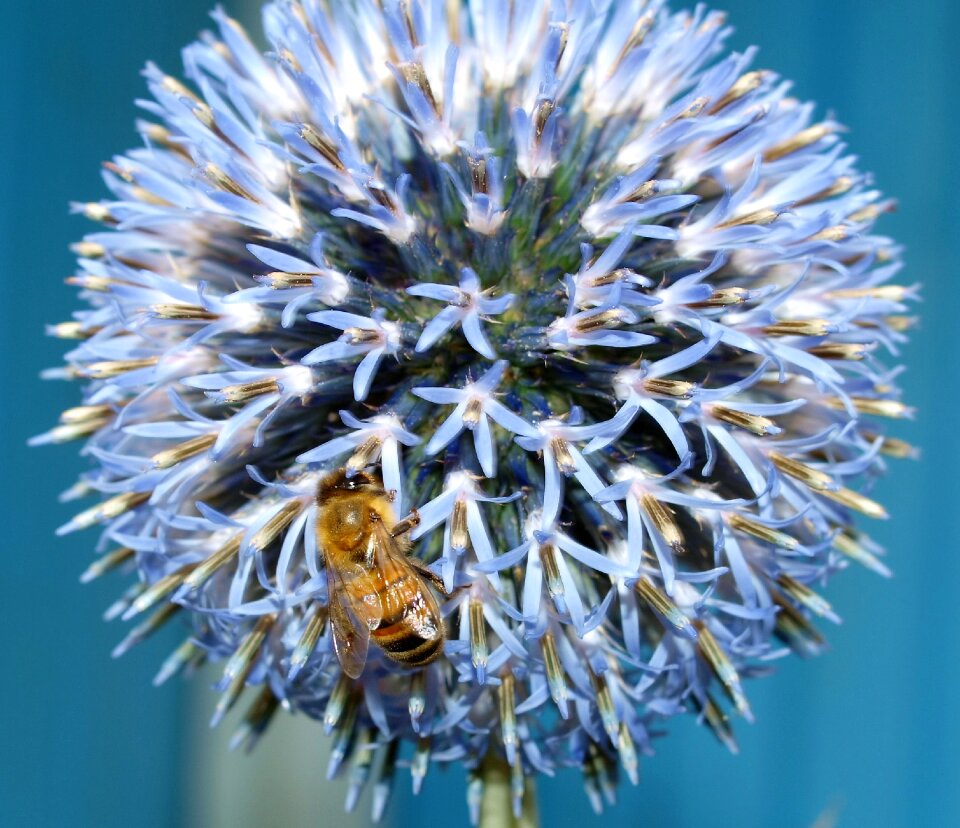 Bee insect blue bee
