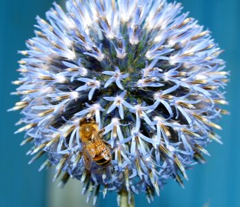 Bee insect blue bee photo