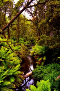 Woods stream landscape