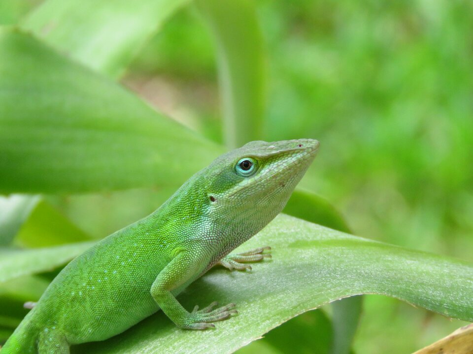 Wildlife green and white close up