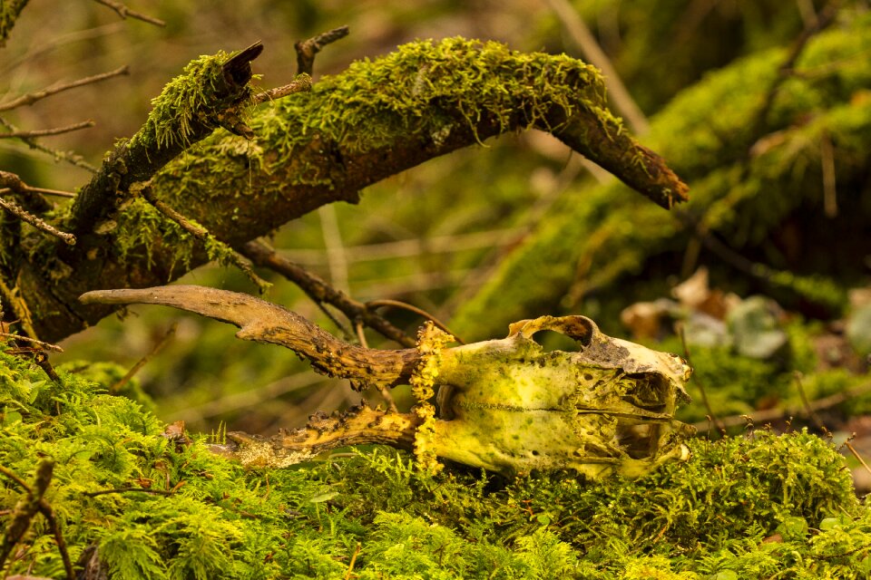 Skeleton nature wood