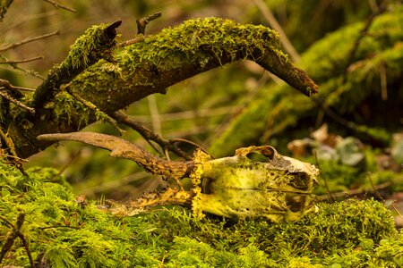 Skeleton nature wood
