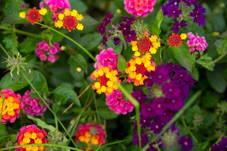 Green fall flowers thanksgiving flowers fall photo