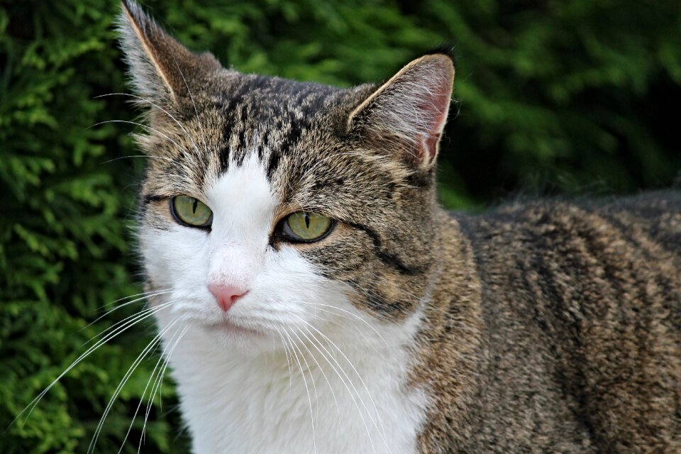 Green eyes mieze animal