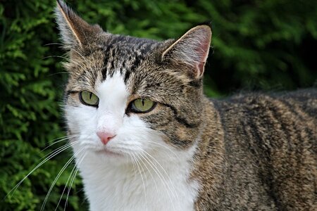 Green eyes mieze animal