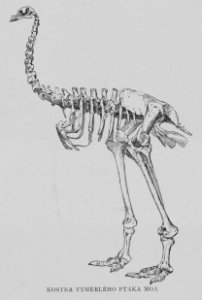 Moa Skeleton 1901 Korensky photo